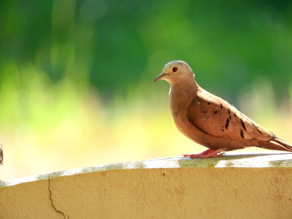 tropical bird on the wall