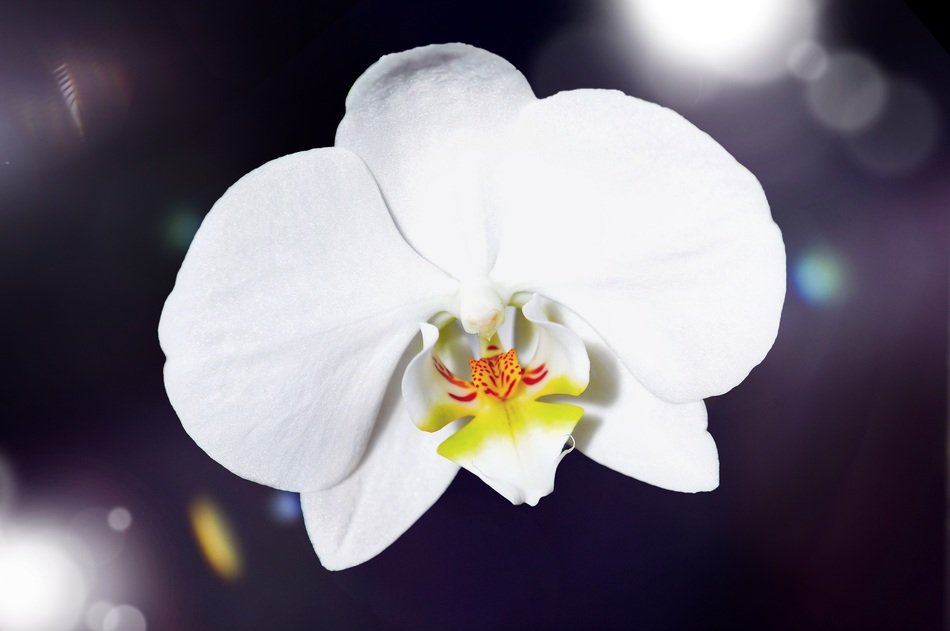 White orchid on blurred background