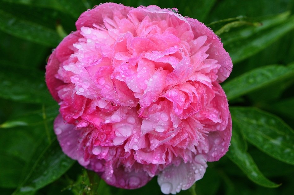 A big fluffy peony on a bush in raindrops
