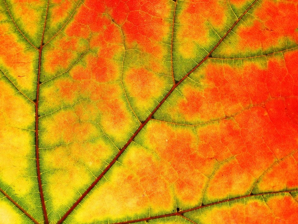 Macro picture of sycamore leaf