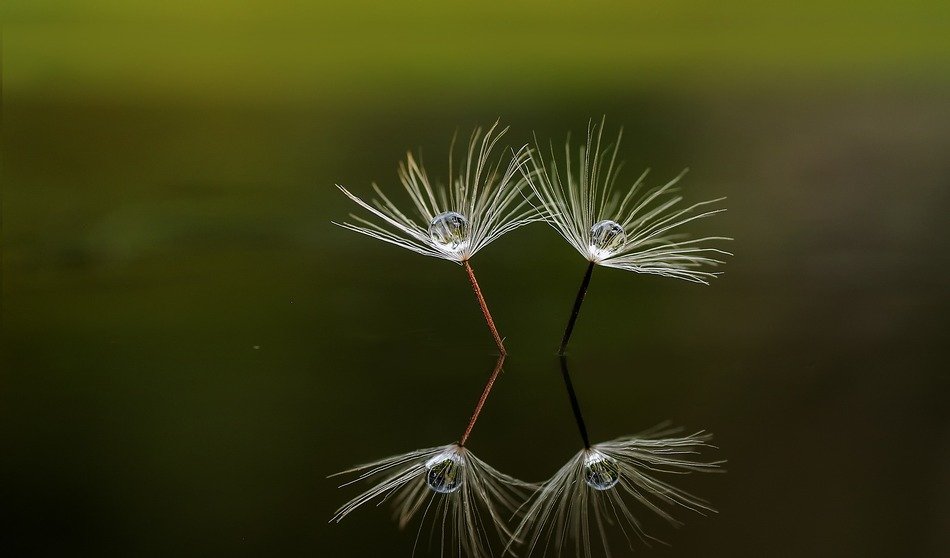 dandelion seed reflection in water