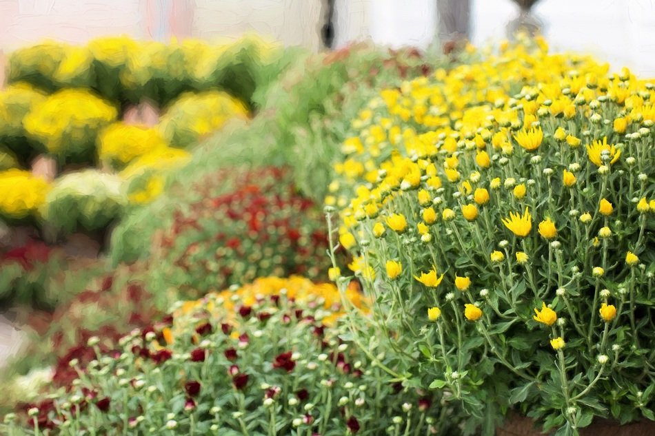 A variety of chrysanthemums in bloom