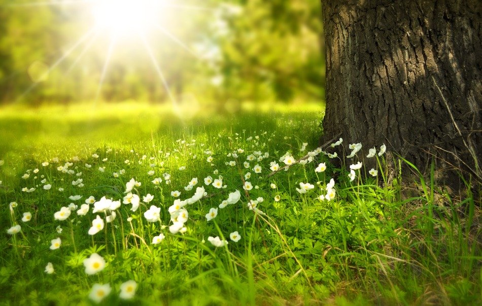 picture of the meadow at the sunlight
