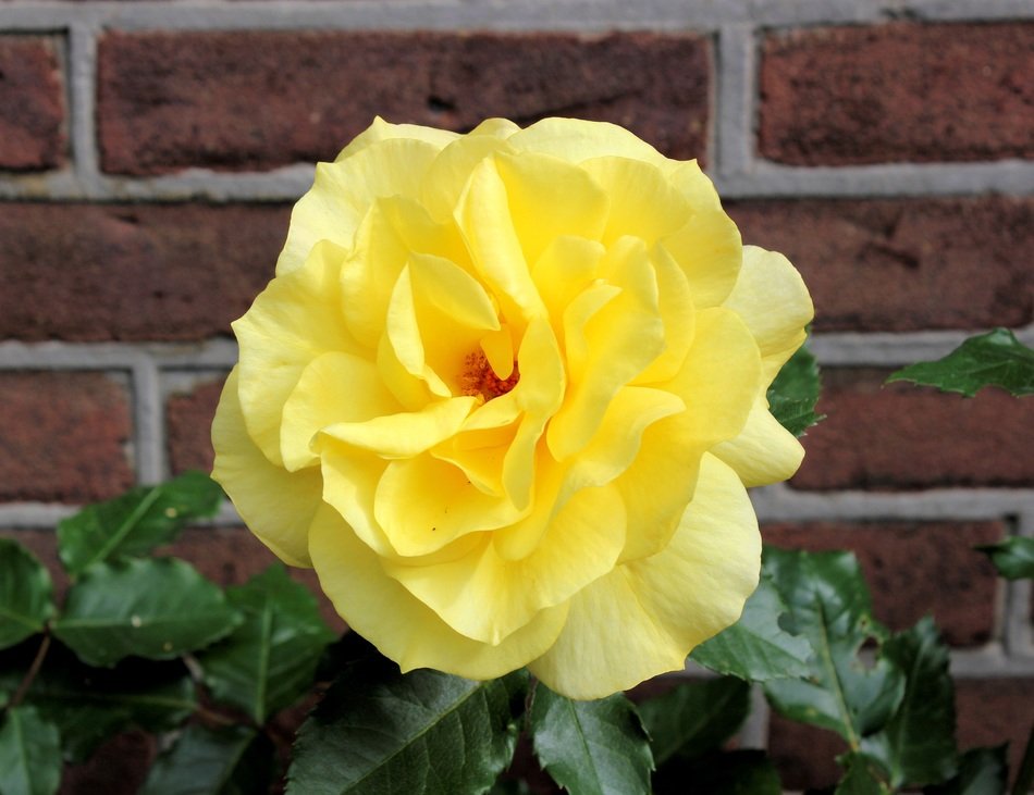 beautiful yellow rose in the garden