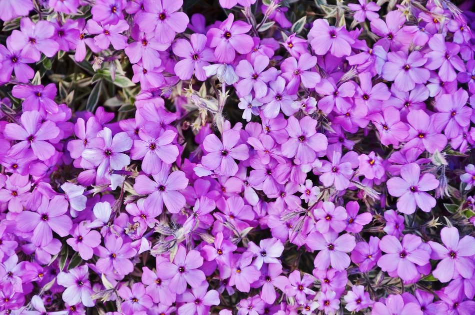 A blanket of pink and purple flowers in the garden