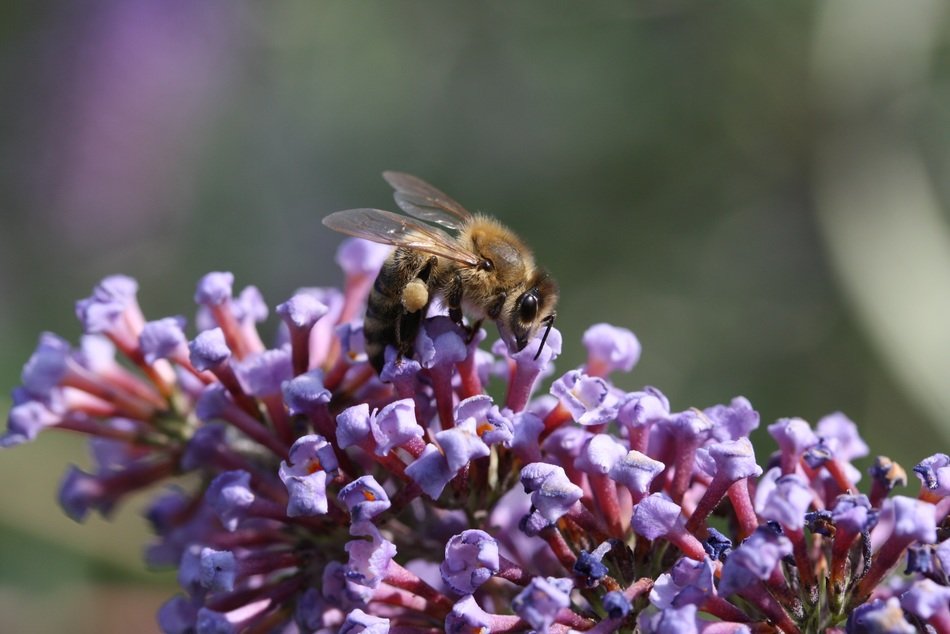 bee on the blossom
