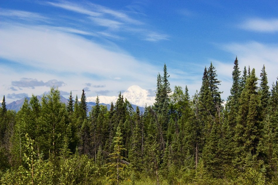 Tops of the pine forest against the sky with white clouds