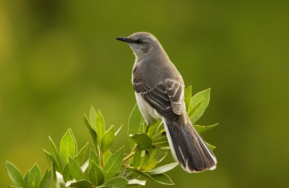 mockingbird sitting on a green plant
