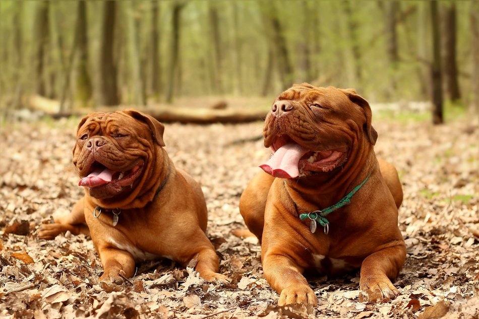 portrait of two dogue de bordeaux