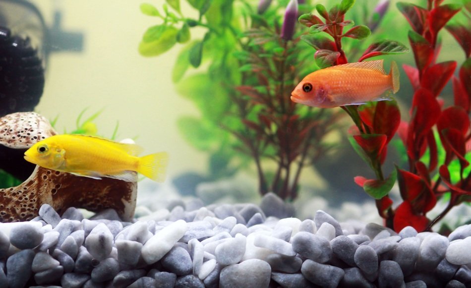 small colorful fish swim in the aquarium