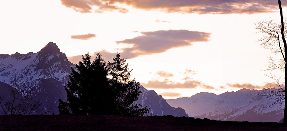 coniferous trees on the background of snowy mountains