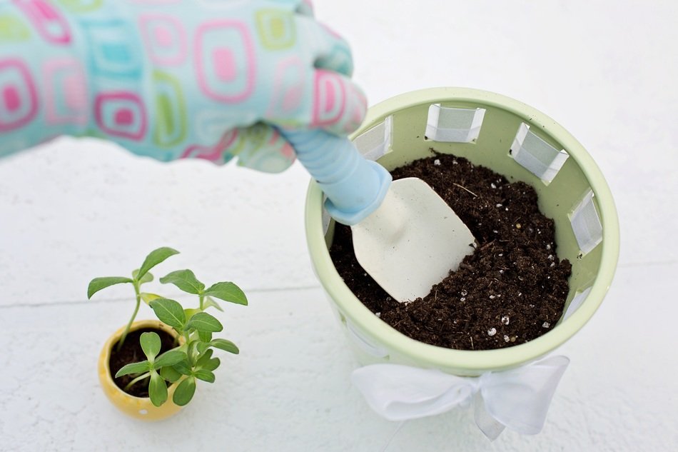 hand planting flower in big pot