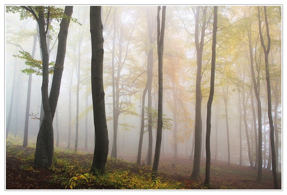 fog in dense forest