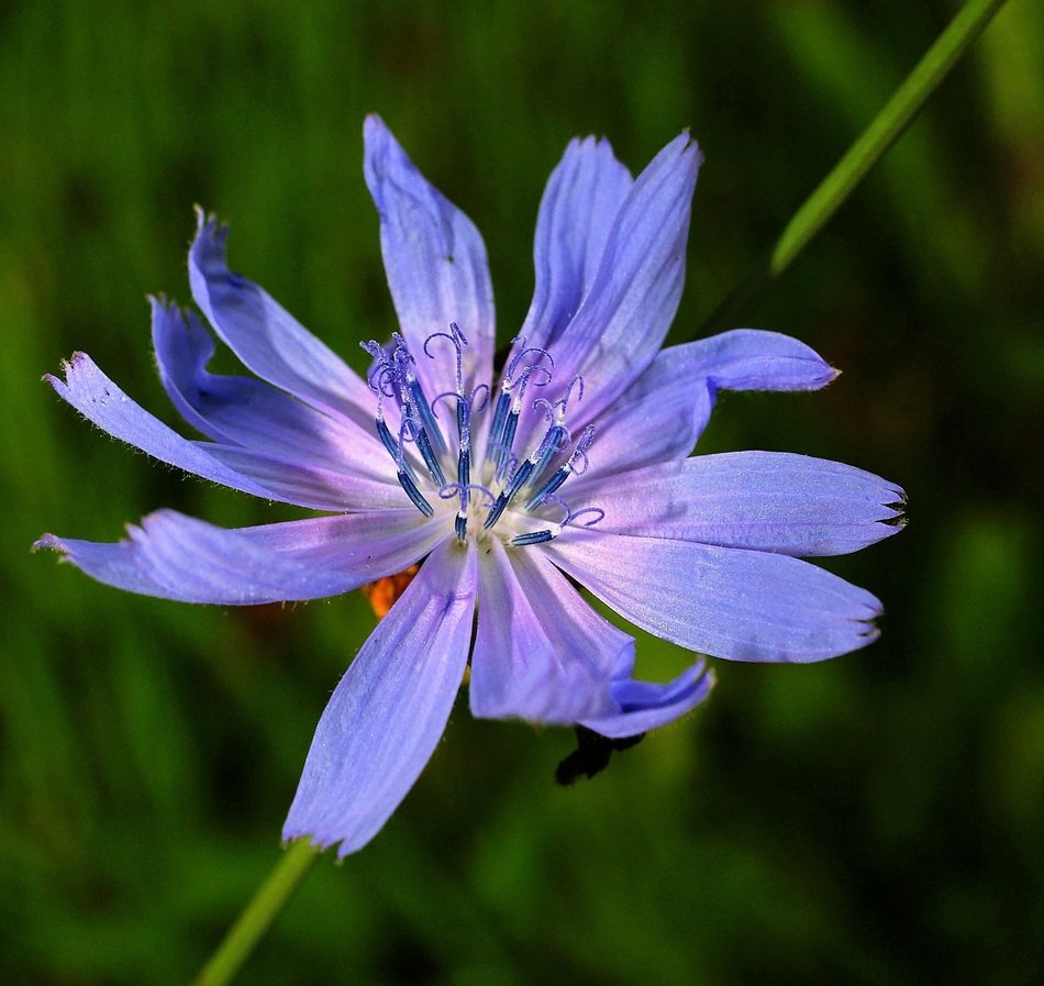 bright chicory flower in nature