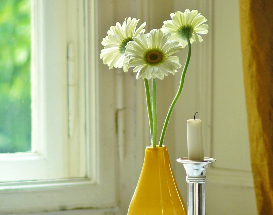 daisies in a yellow vase in the house