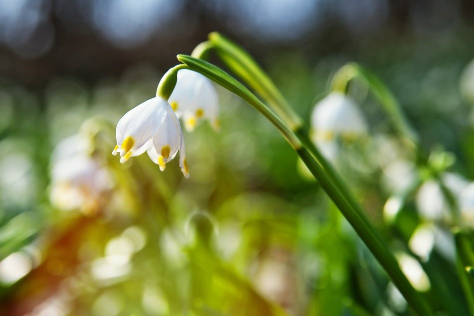 spring flower sunbeam