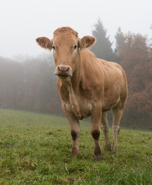 Cow on the meadow in the forest