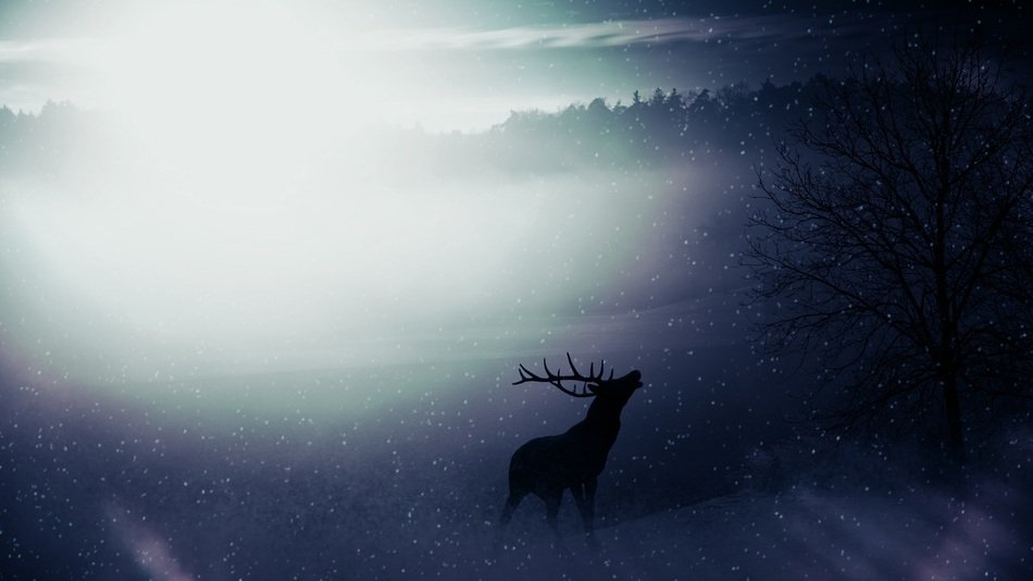silhouette of a deer in the forest