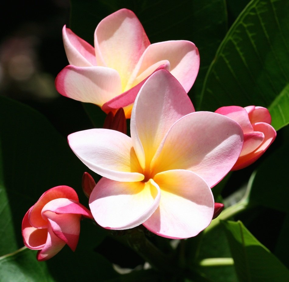 beautiful tender exotic flower