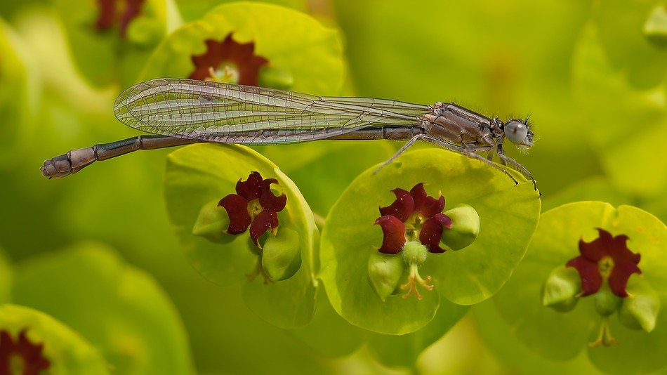 Close-up of the Ischnura Elegans insect on the green and gred plant