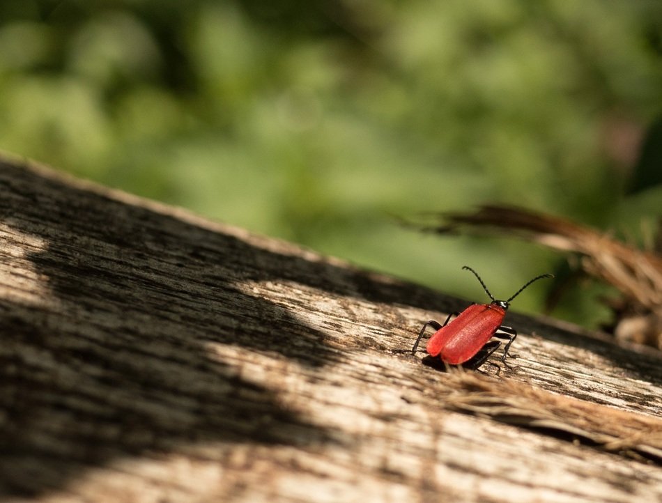fire beetle in the forest close up