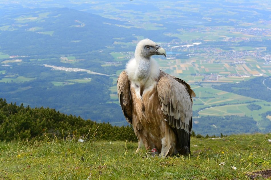 vulture in the mountains of austria close up