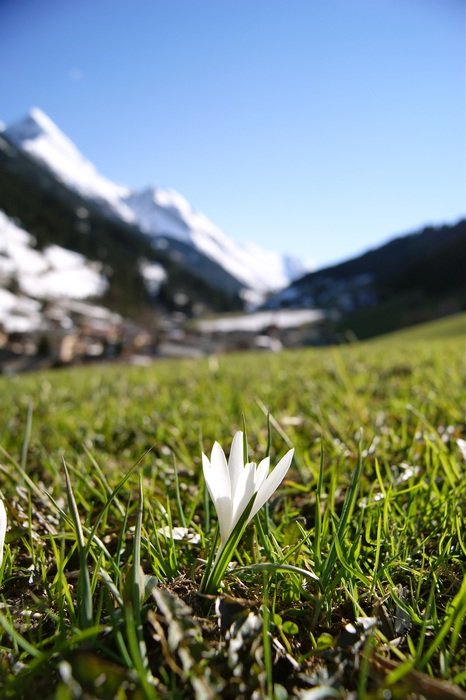 white snowdrop on the field near the mountain