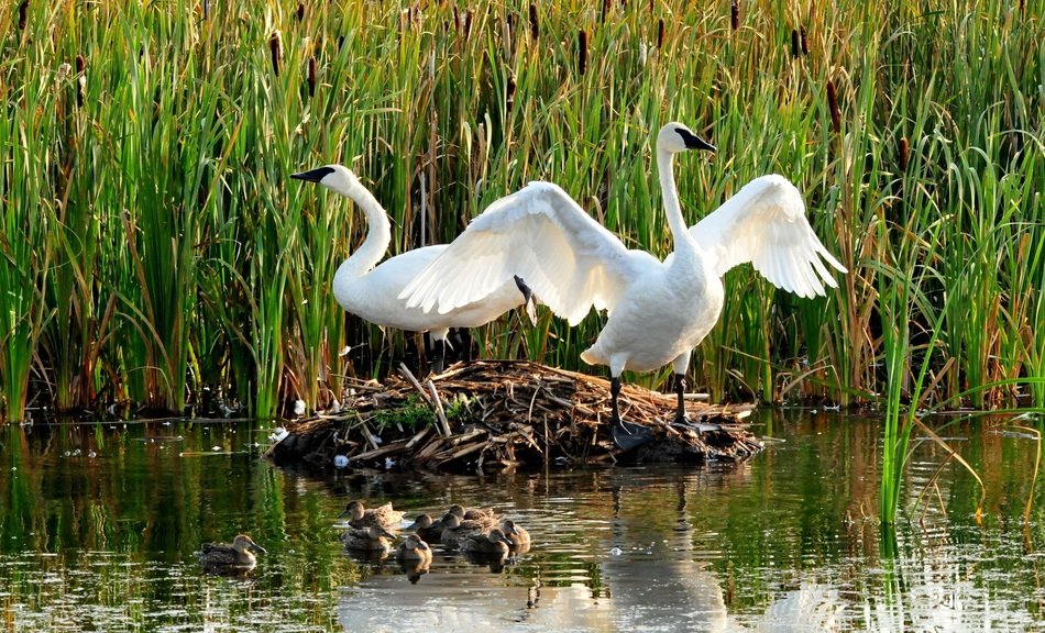 White swans on the nest in the water