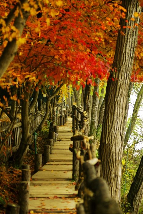 Beautiful colorful pathway with the trees in autumn