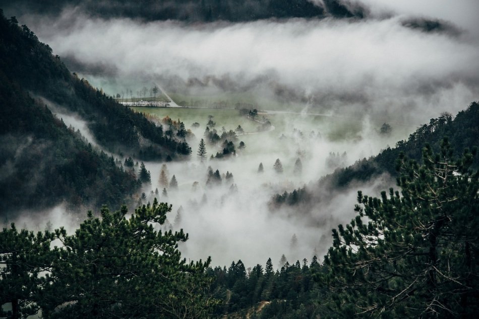 beautiful forest on a very high mountain