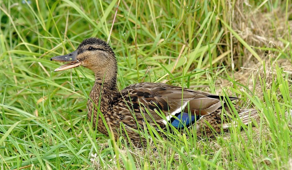 duck young animal