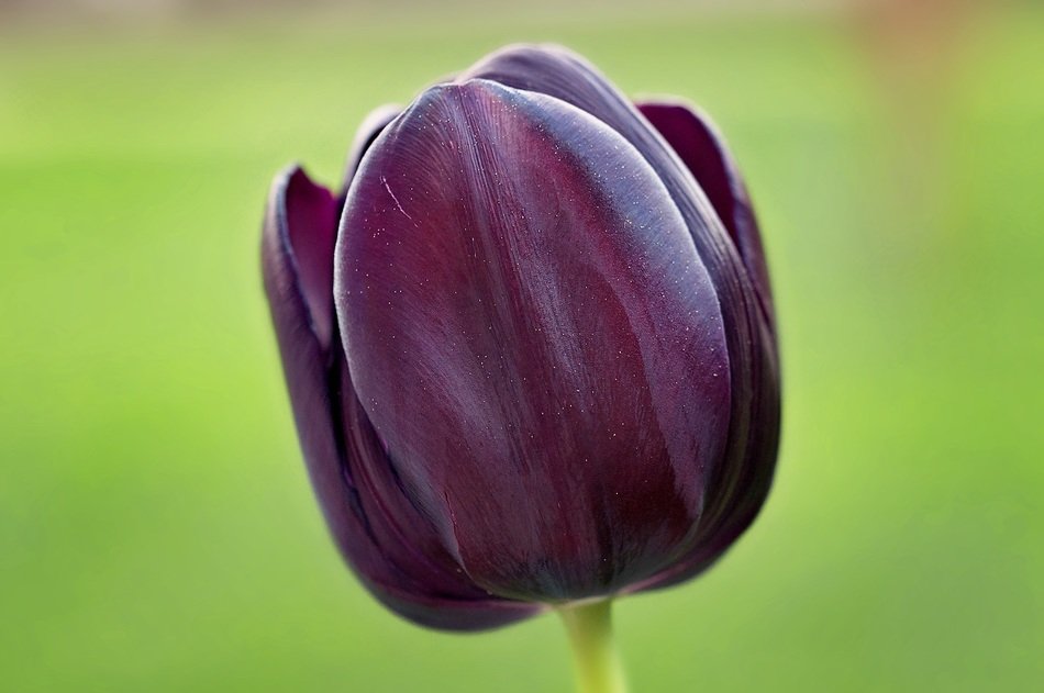 Dark violet tulip flowers