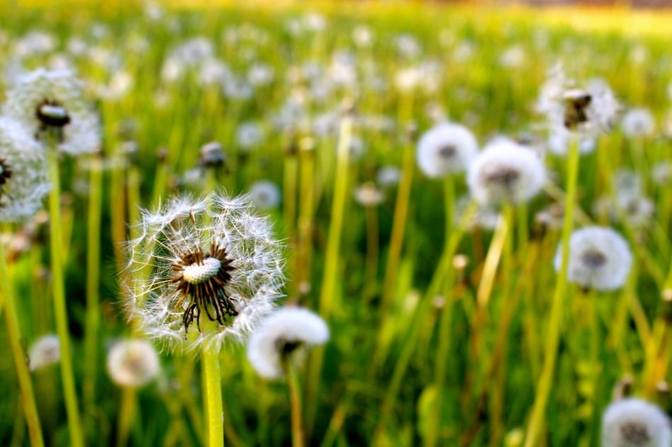 beautiful and delightful dandelions