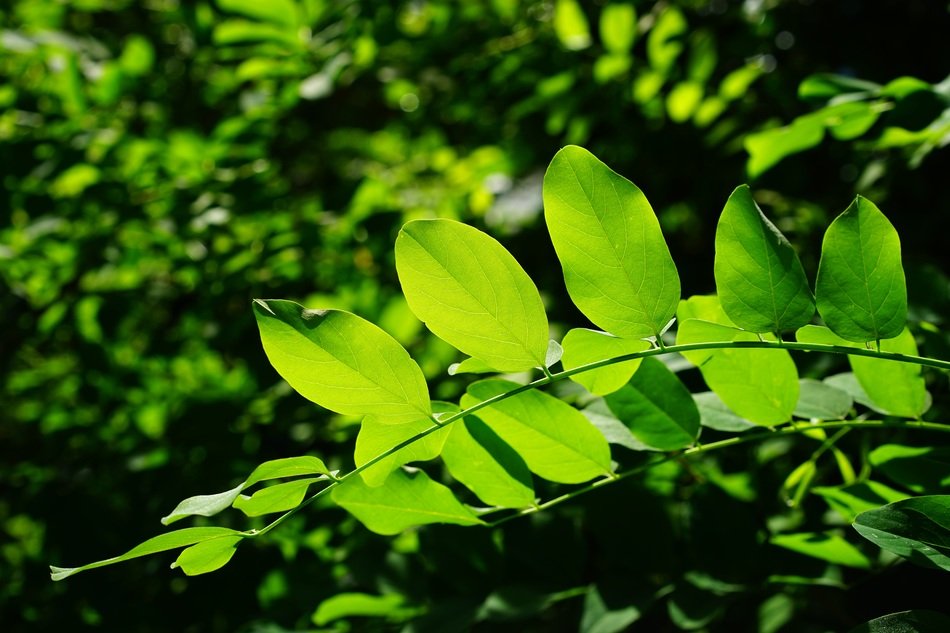 green leaves in forest
