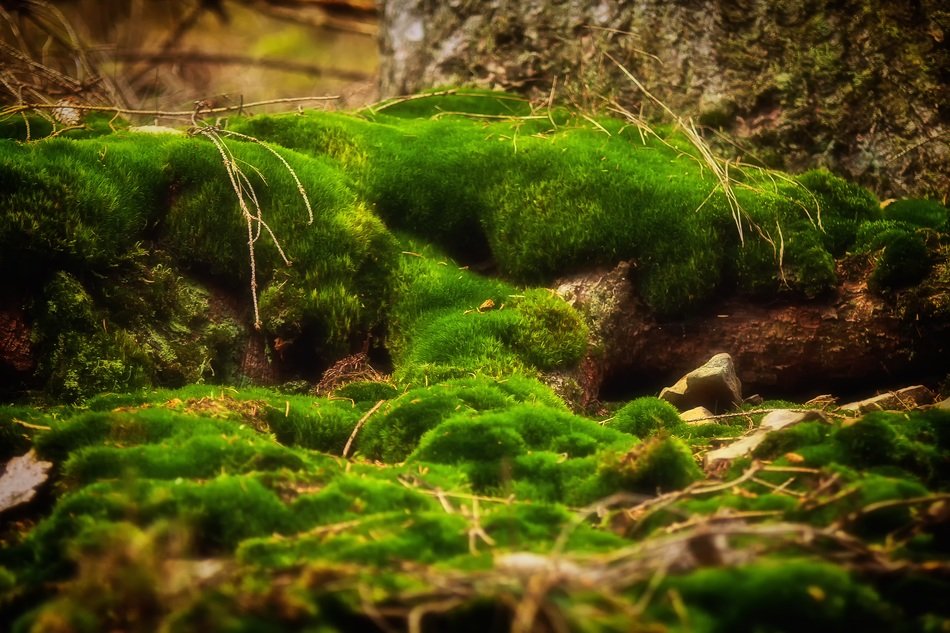 green moss fliegenpilz