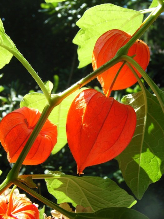 lampionblume