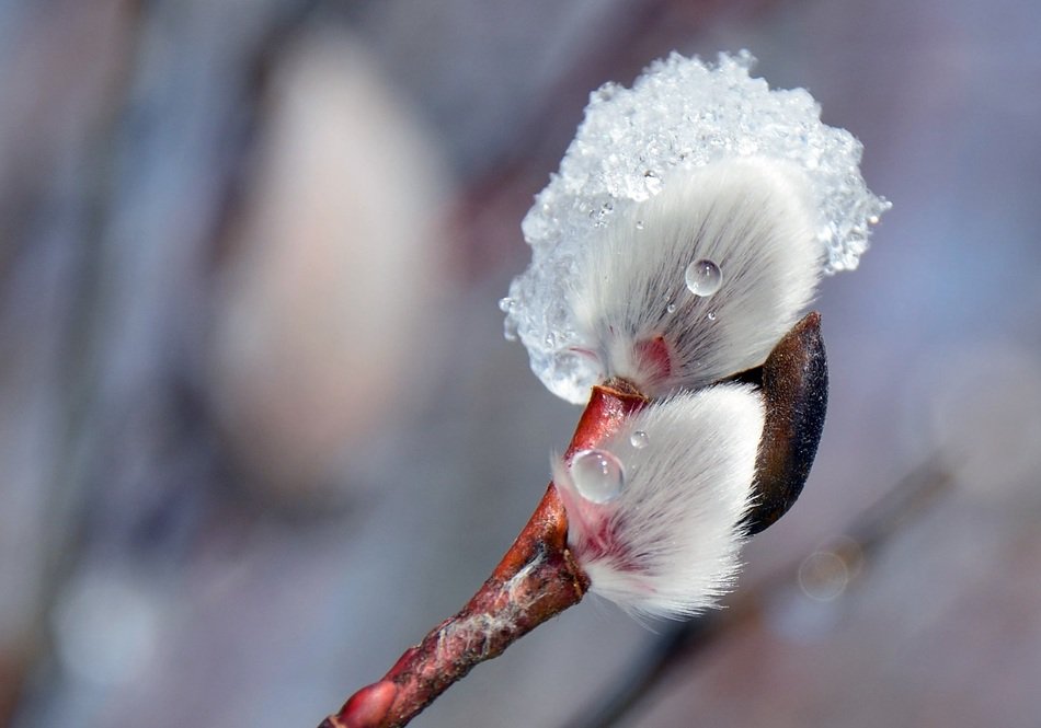 willow bloom in ice crystals