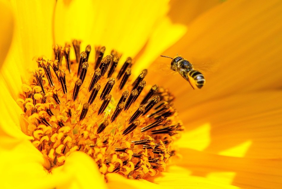 Picture of bee and flower