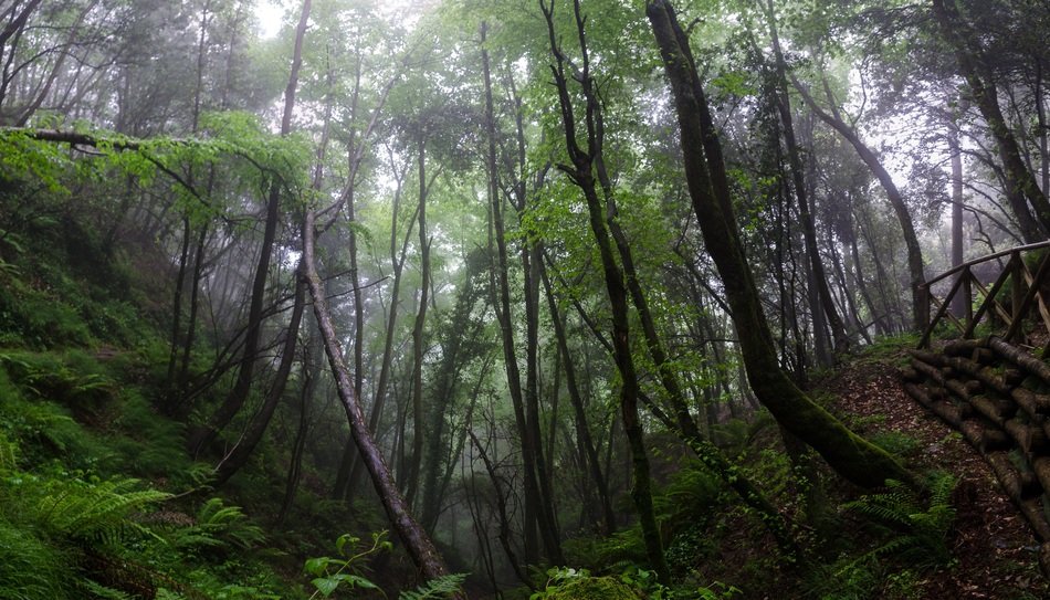 Landscape of the spooky forest