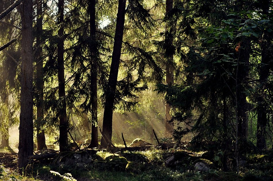 trees forest sweden landscape