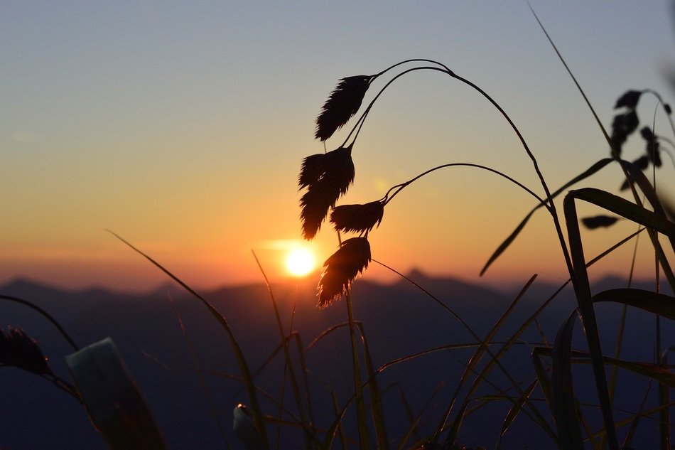 Field in the background of sunrise