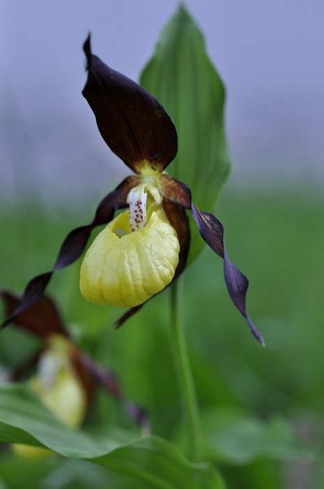 incredible frauenschuh flower