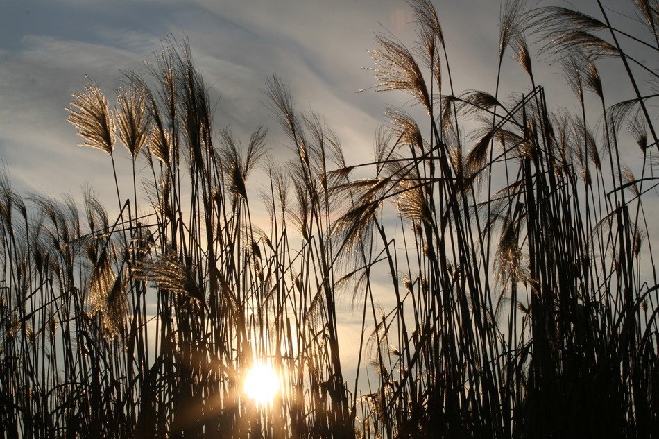 Photo of the sea grass
