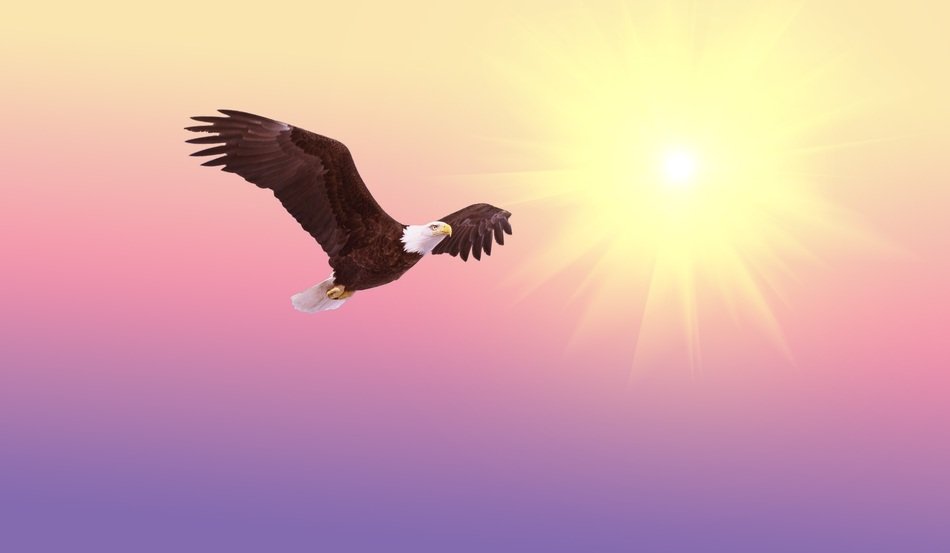 agle with big black wings drawing