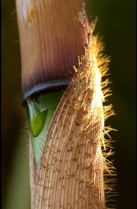 fargesia robusta, bamboo culm