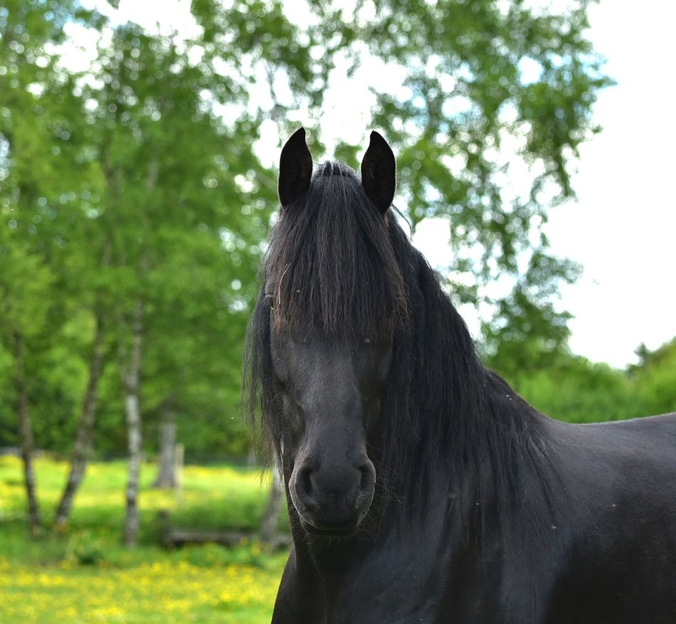 picture of the black horse