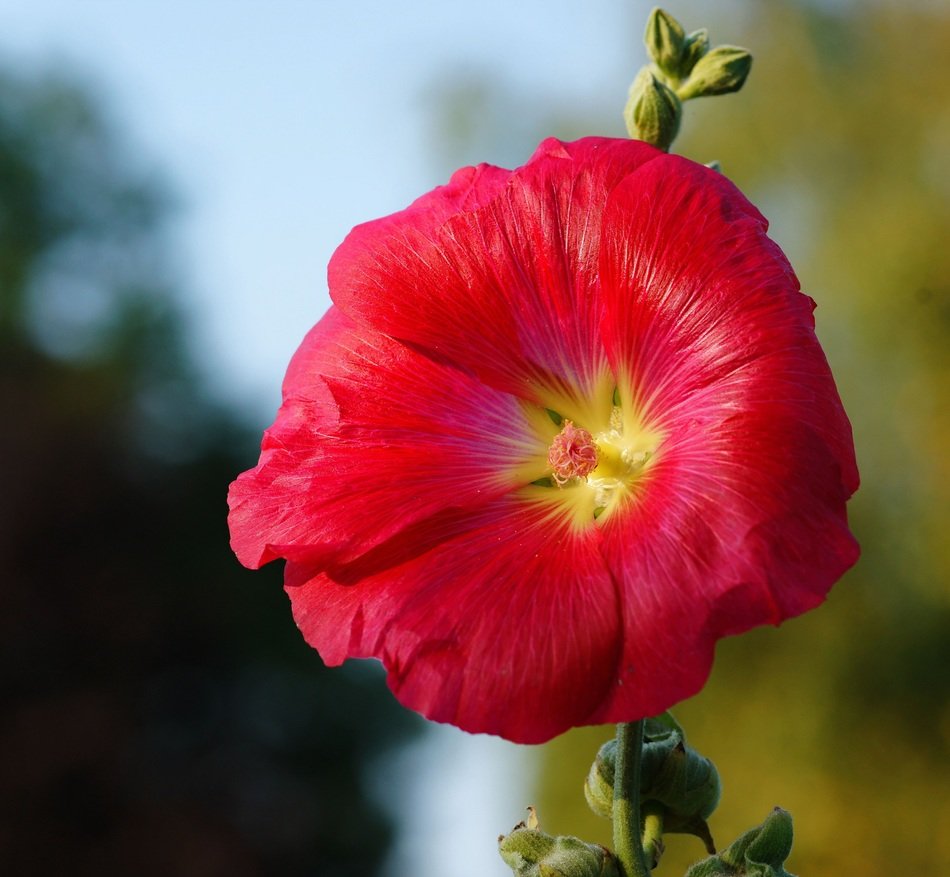 Red flower on top of the stem of a plant