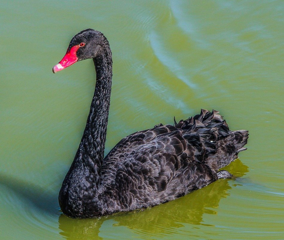 Black swan bird in a lake