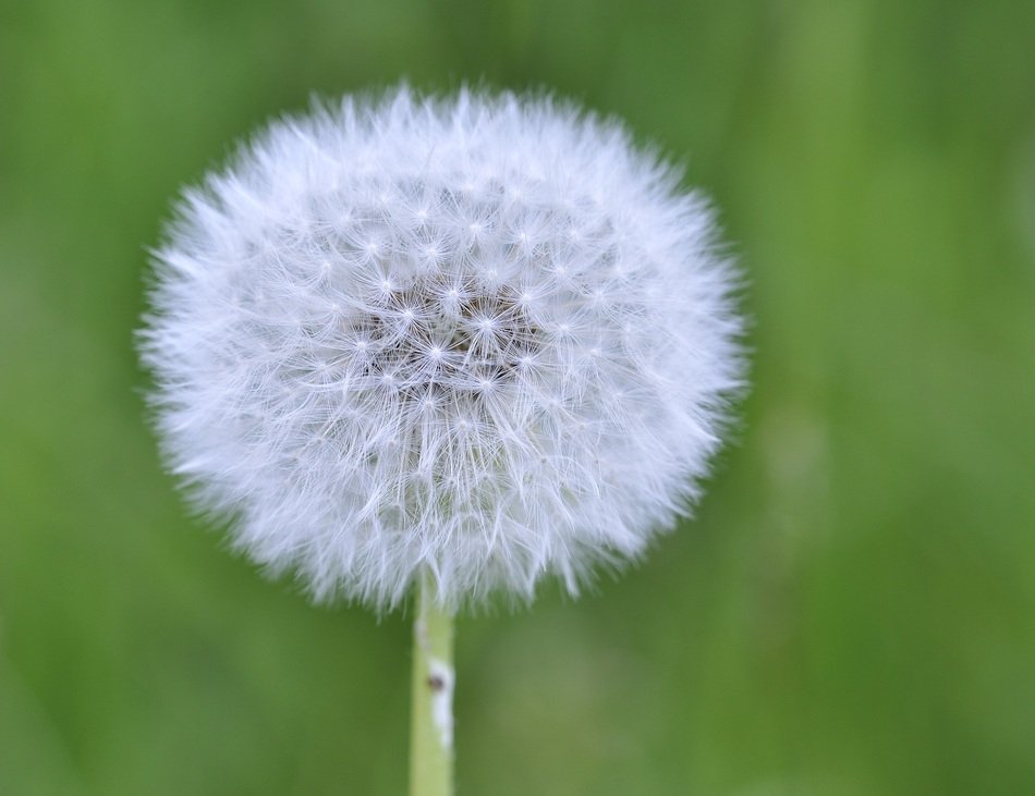 flying white dandelion seeds