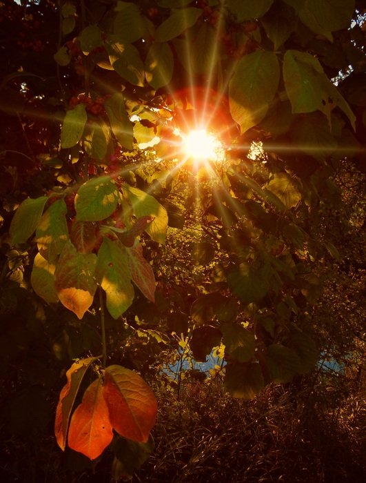 Colorful leaves in the autumn time